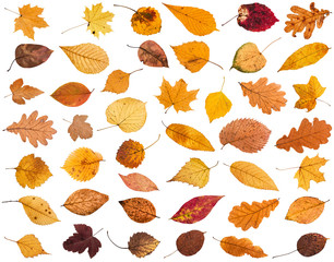 Obraz premium collage from various dried autumn fallen leaves