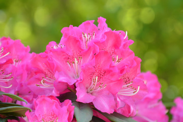 Rhododendron; Rhododendron Metternichii