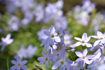Ipheion Uniflorum; Wild Flowers