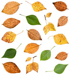 set of various leaves of poplar trees isolated