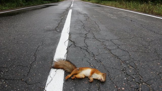 Adult squirrel hit by car on paved forest highway. Car as cause of death of many millions of mammals every year
