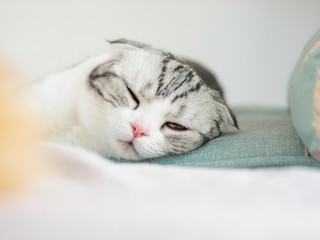Portrait of a cute Scotland fold cat lying on couch with one eye closed and one eye half open, sleepy expression.