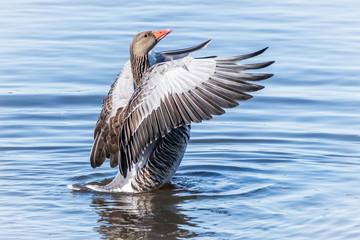 Greylag goose