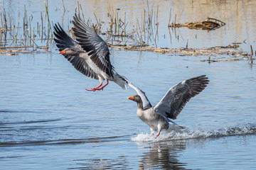 Greylag goose