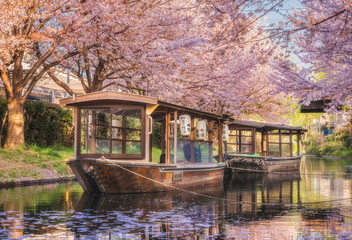 京都 - 中書島　桜