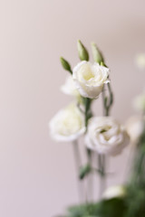 Eustoma on the light background