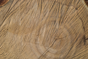 cut wood texture background