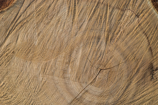 cut wood texture background