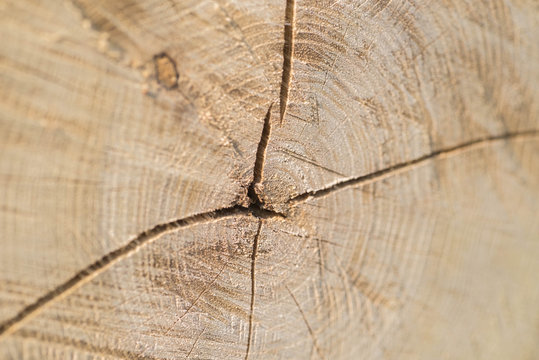 cut wood texture background selective focus