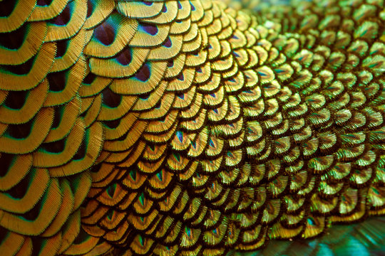 Fototapeta Golden neck feathers of male green peafowl / peacock (Pavo muticus) (shallow dof)