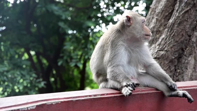 lovely life monkey live in nature forest in Thailand,cute funny monkey wild life
