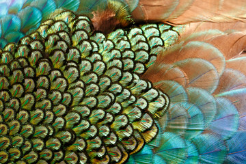Obraz premium Mantle feathers of male green peafowl / peacock (Pavo muticus) (shallow dof)