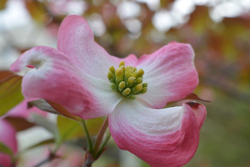 Flowering Dogwood; Cornus florida