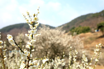 벚꽃의 꽃말은 교양, 내면, 정신. Cherry blossoms. Flowers. Cultural. Spirit.