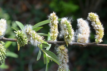 Willow; Salix; Salix babylonica