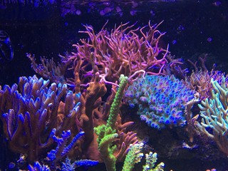Coraux aquarium eau de mer
