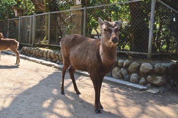 奈良公園の鹿