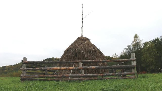 Autumn. Hay dried and assembled in stack. Traditional method of rick, make into stacks Northern Russian peasants, fencing from wild ungulates. Vepsian region
