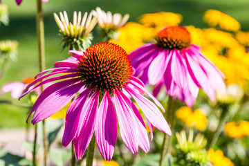Beautiful Coneflower