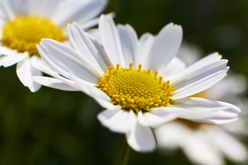 Obraz premium Dettaglio di un fiore di margherita in piena fioritura in primavera.