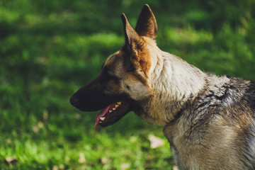 Beautiful dog German Shepherd in the park, in the forest