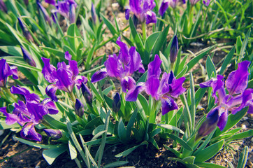 flowers in a forest glade