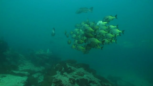 Burrito grunt (Anisotremus interruptus),colorful yellow fish in a school, baitball or tornado, the Sea of Cortez. Cabo Pulmo, Baja California Sur, Mexico. Cousteau named it The world's aquarium.