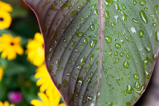Canna Lily After Summer Rain