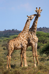 Naklejka na ściany i meble Interaction between two giraffes (Giraffa camelopardalis), South Africa.