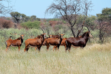 Naklejka na ściany i meble Small herd of sable antelopes (Hippotragus niger) in natural habitat, South Africa.