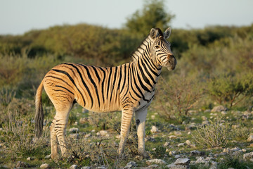A plains zebra (Equus burchelli) in natural habitat, Etosha National Park, Namibia.
