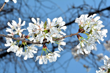 東海桜（トウカイザクラ）/早咲きの桜で、花びらの形状が細長い。透過光に映えとても美しい。
