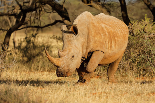 A white rhinoceros (Ceratotherium simum) grazing in natural habitat, South Africa.