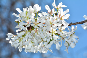 東海桜（トウカイザクラ）/早咲きの桜で、花びらの形状が細長い。透過光に映えとても美しい。