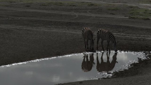 Zebra ( Equus quagga) walking through water shot with backlight