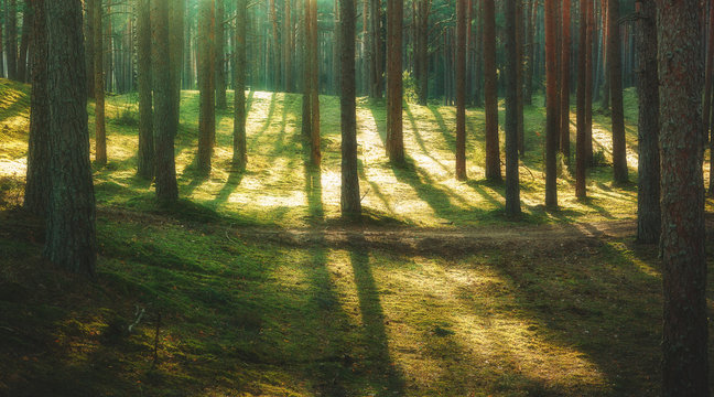 magic forest © Mareks