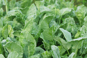 vegetable garden color green