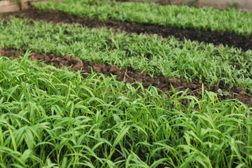 vegetable garden color green