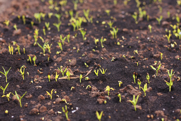 vegetable garden color green