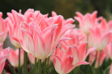 Fototapeta premium チューリップ