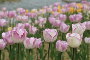 チューリップ
