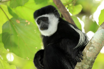 Black and White Colobus - Uganda, Africa
