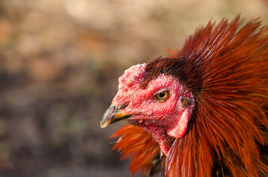 Chicken head, Gamecube. Looking at the opponent. And want to win the race.