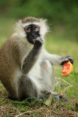 Vervet Monkey - Uganda, Africa