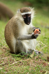 Naklejka na ściany i meble Vervet Monkey - Uganda, Africa