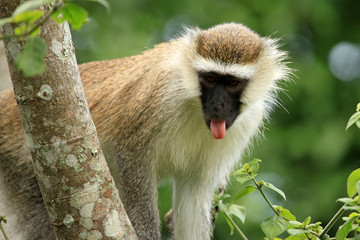 Vervet Monkey - Uganda, Africa