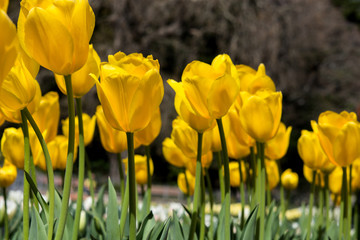 Obraz premium Yellow tulips on blurred background
