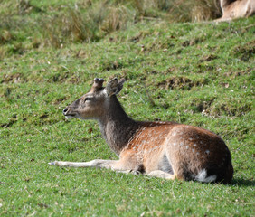 Sikahirsch im Bastgeweih