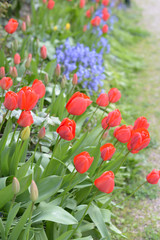 massif de tulipes rouges