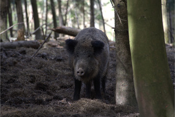 Naklejka na ściany i meble Wildschwein im Wald